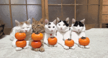 caturday pumpkin cats