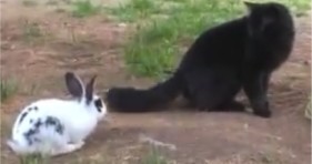 cute black kitty and bunny