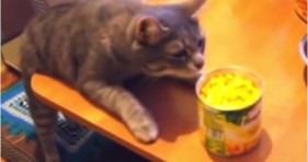 cute cat burglars steal food