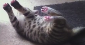 cute cat plays possum