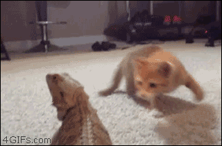 cute kitten fights lizard