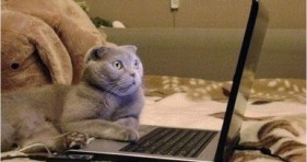 feel good by googling and watching cat videos