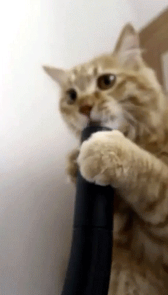 hilarious vacuum cat caturday
