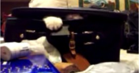 peek-a-boo cat in a suitcase