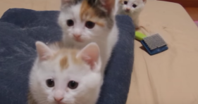 snychronized kittens