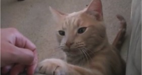 world's most polite cat is adorable