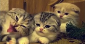 yawning kittens are adorably contagious