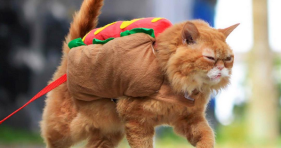 cat in a hot dog halloween costume