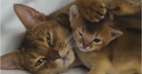adorable abyssinian kitten mother loves daughter