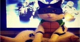 adorable caturday ninja turtle cat