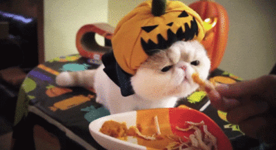 adorable jack o lantern halloween cat caturday