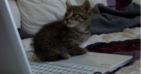 adorable keyboard kitten playing