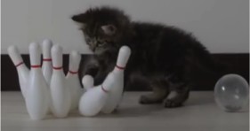 adorable kitten loves bowling