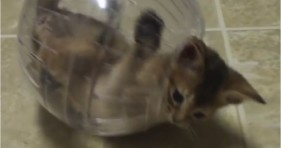 adorable kittens love hamster ball
