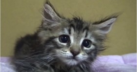 adorable osamu the kitten attacks bed bump