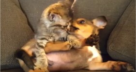 adorable puppy and kitten playing