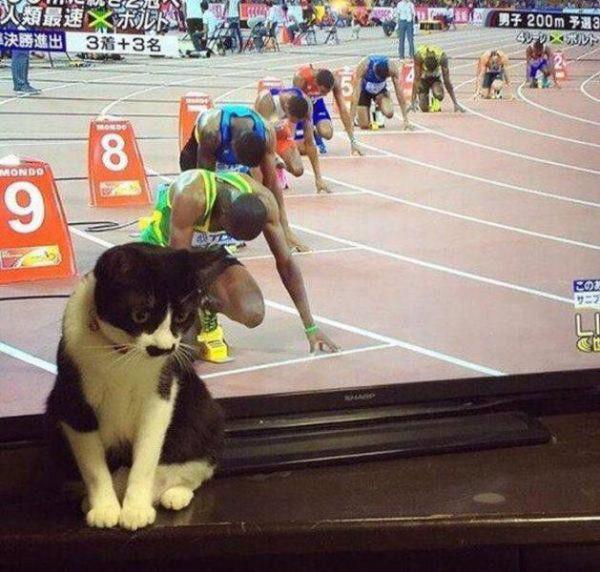 caturday cathlete cute sprinter