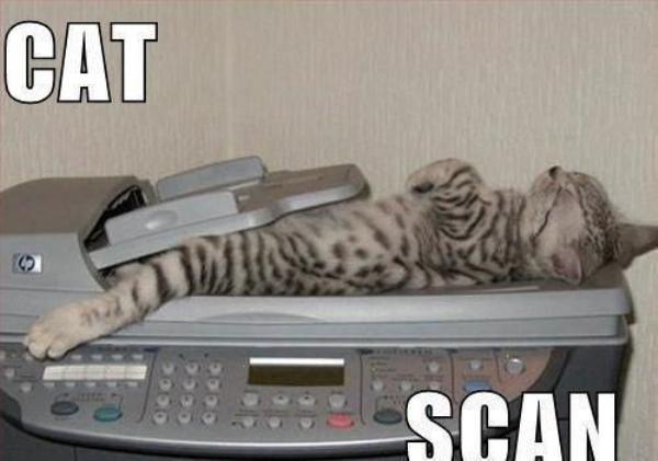 caturday cute sleepy cat scan