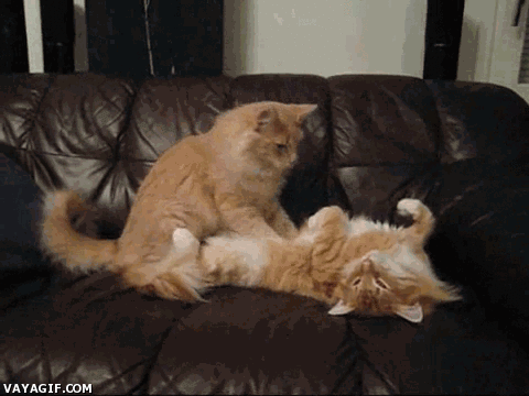 caturday fluffy ginger cat massages