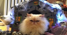 caturday haunted cat condos halloween