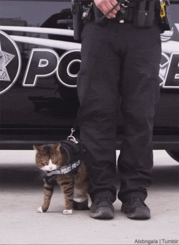 caturday police cats are no good