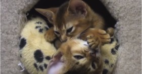 cute abyssinian kittens love hugging