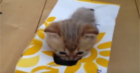 cute baby kittens in tissue boxes