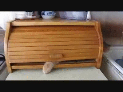 funny bread basket kitty caturday