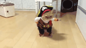 funny pirate cat halloween cat costume