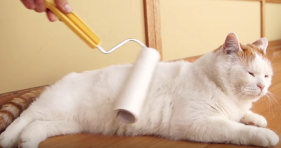 how to clean a cat