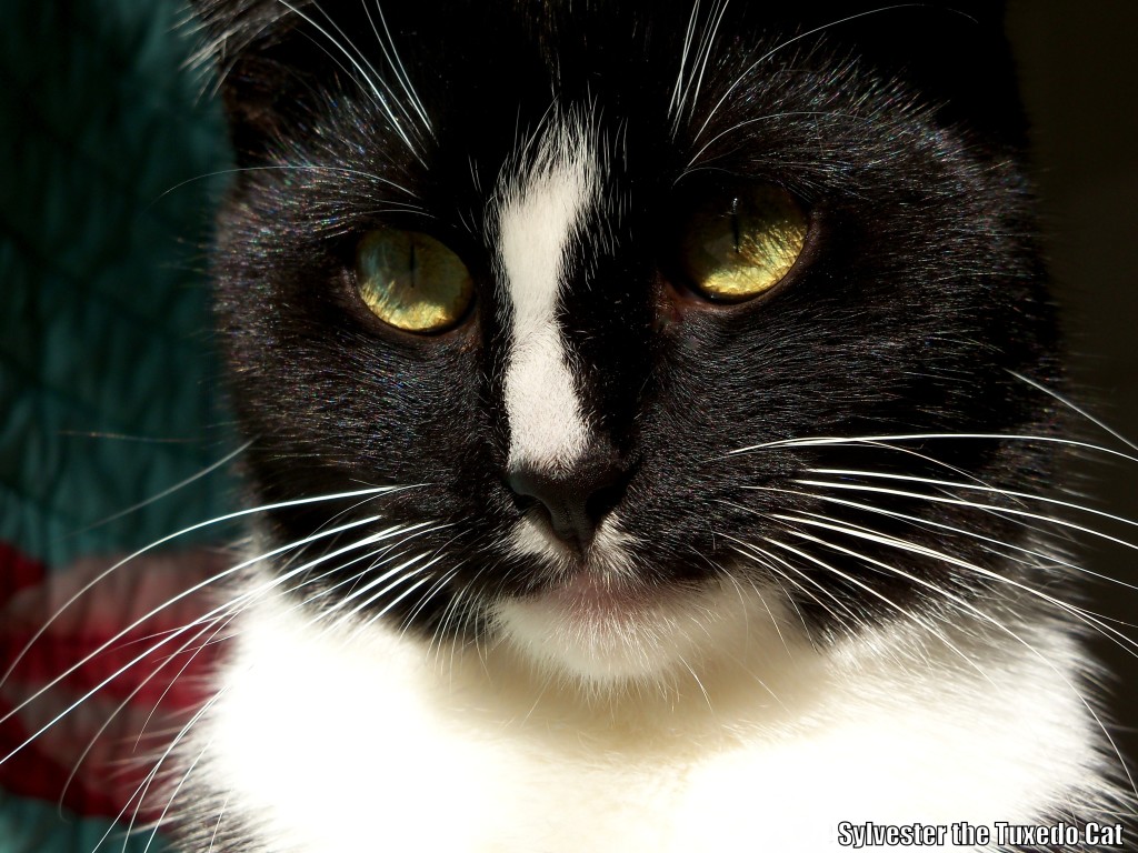 Exclusive Kori the Tuxedo Cat Critiques The James Bond Tuxedos Cats