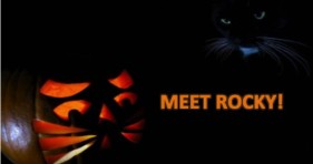 meet rocky the magnificent 7 cats interview