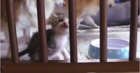 shawshank redemption cute kitten escapes