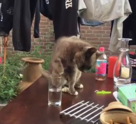troll the cute cat drinking water caturday