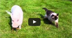 adorable pig and cat unlikely friendship