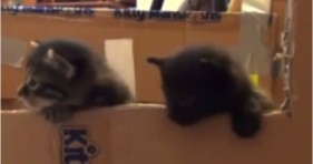 adorable furballs in the great kitten escape