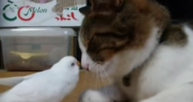 bird kisses cat