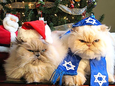 caturday christmas and hanukkah holiday cats