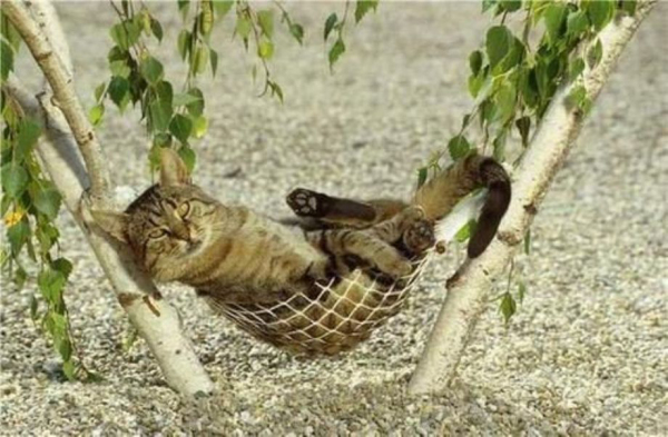 caturday hammock cat lolcats