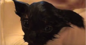 cole the tiny kitten takes bath adorable