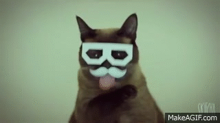 crazy mustache cat movember kitty lolcats