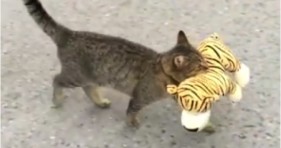 cute cat burglar steals plush tiger toy
