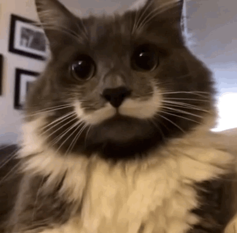hipster cat movember mustache lolcats