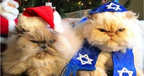 holiday cats christmas and hanukkah kittens
