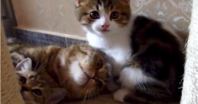 kittens love mama cat