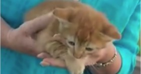 orange kitten hero saves cat