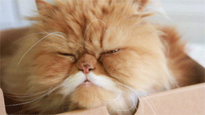 persian cat mustache movember cats
