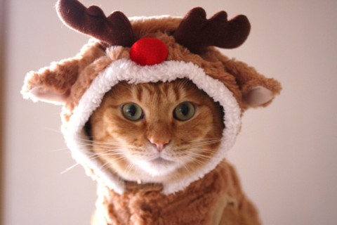 reindeer holiday cat cute caturday kitten