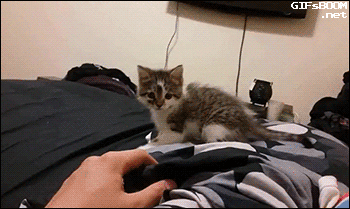 scary hand kitten scaredy cat caturday