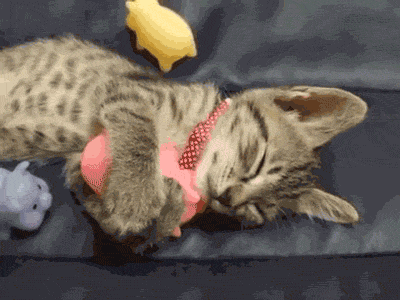 Cat snuggles with toy